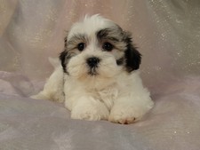 Female shih tzu bichon puppy for sale #3 Born February 16, 2012